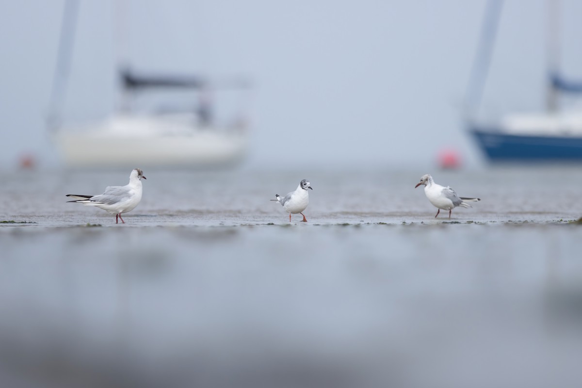 Bonaparte's Gull - Henry Wyn-Jones