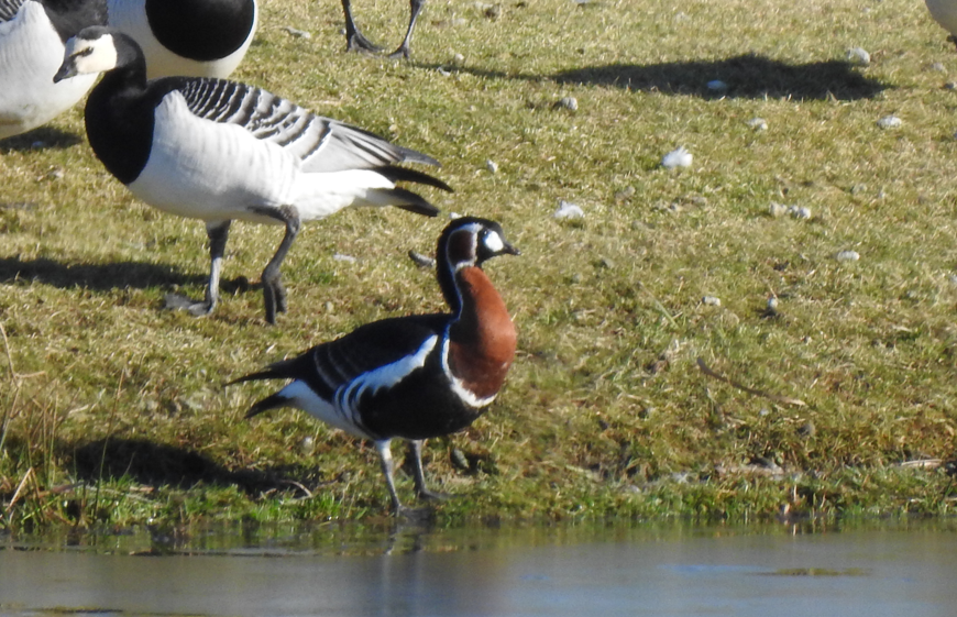 Red-breasted Goose - ML615749338