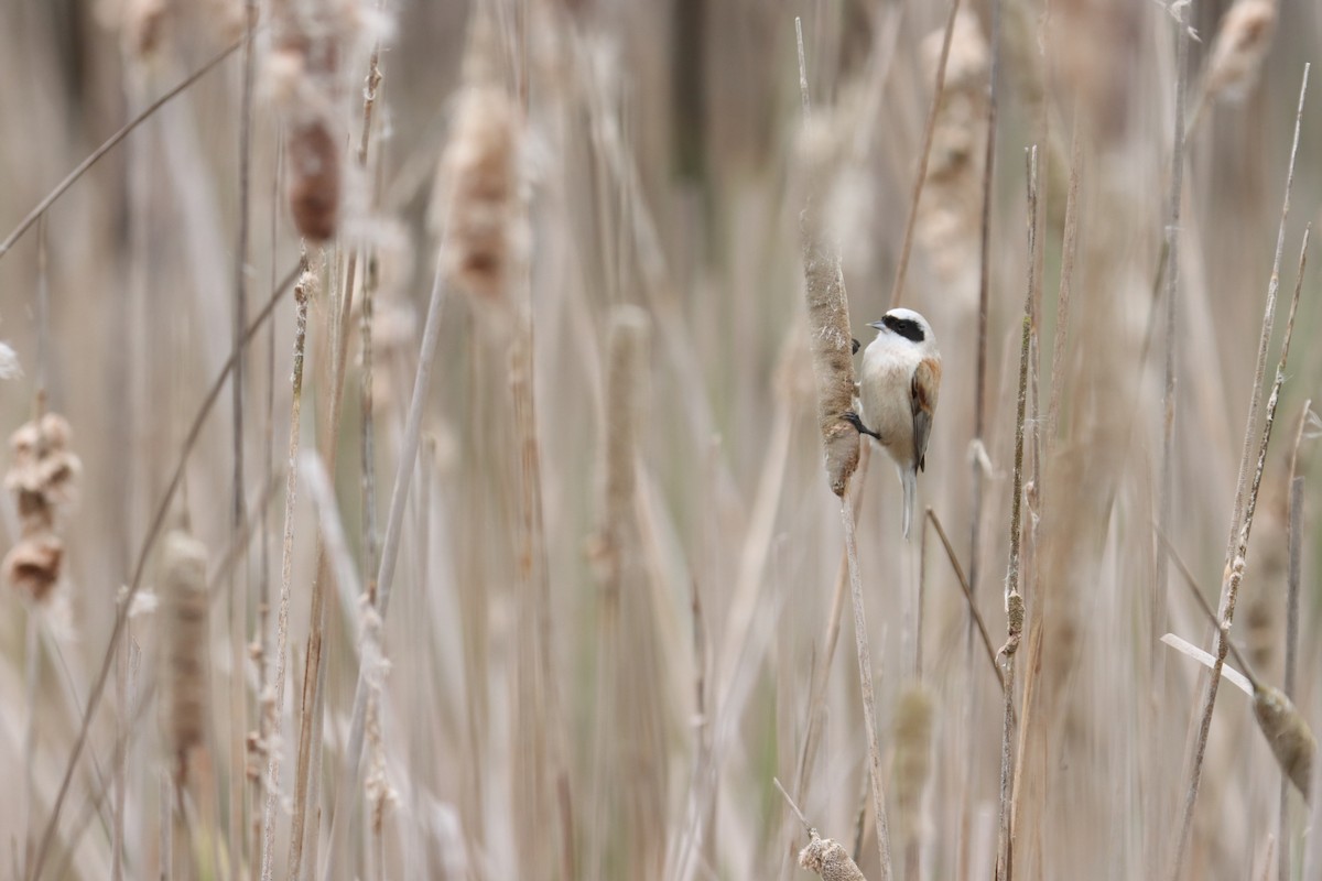 Eurasian Penduline-Tit - Henry Wyn-Jones