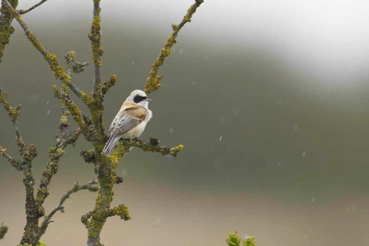 Eurasian Penduline-Tit - Henry Wyn-Jones