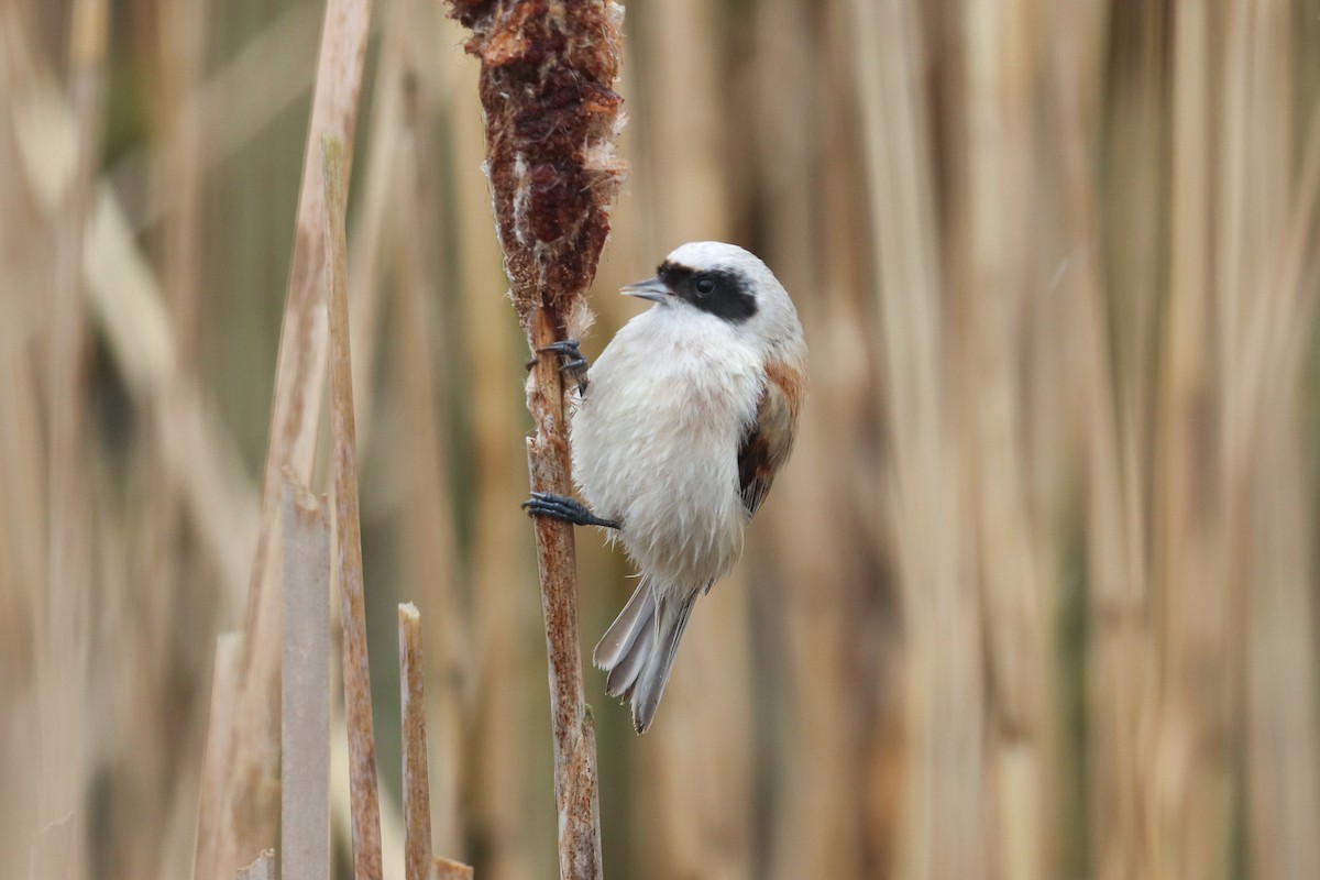 Eurasian Penduline-Tit - Henry Wyn-Jones