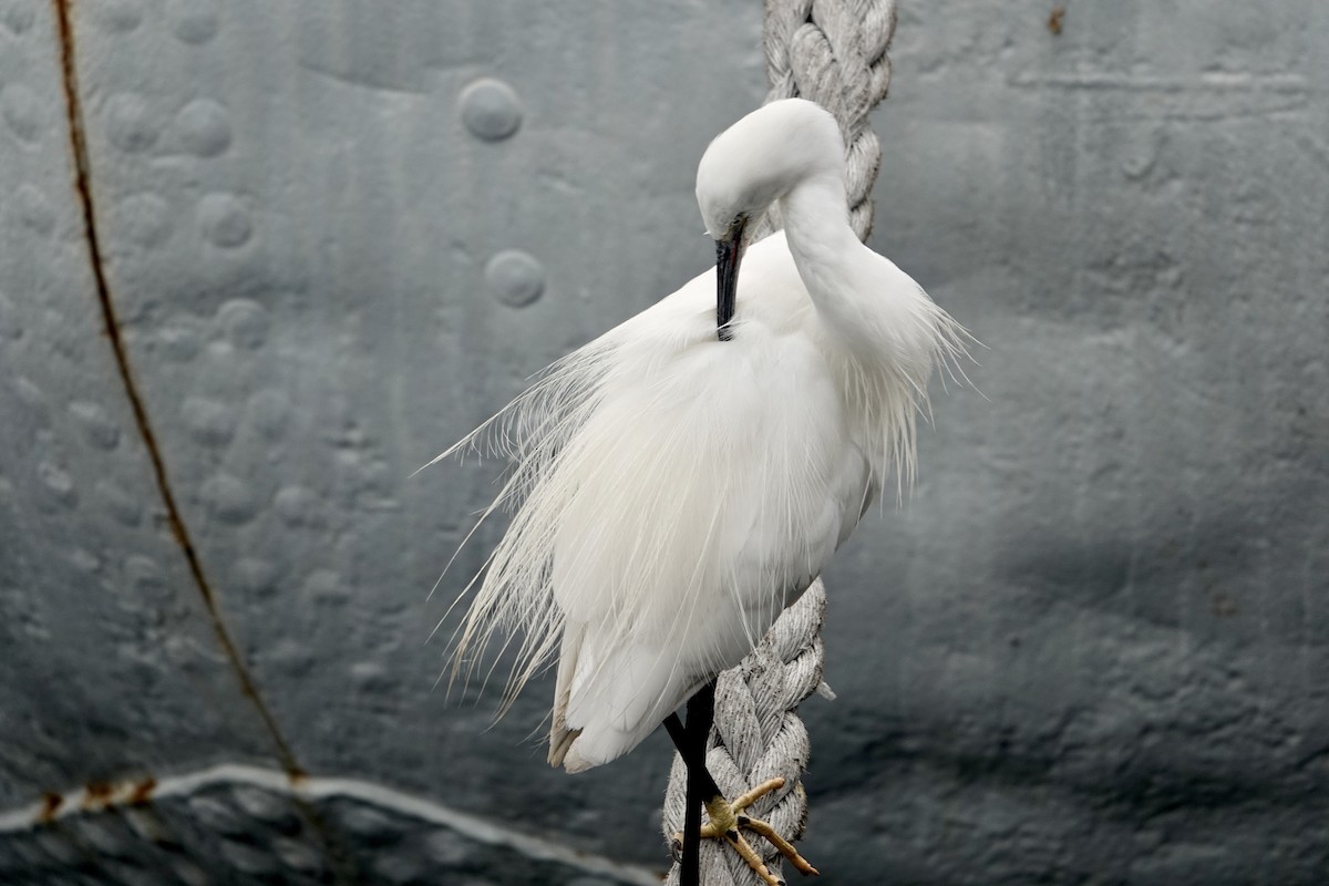 Little Egret - ML615749498