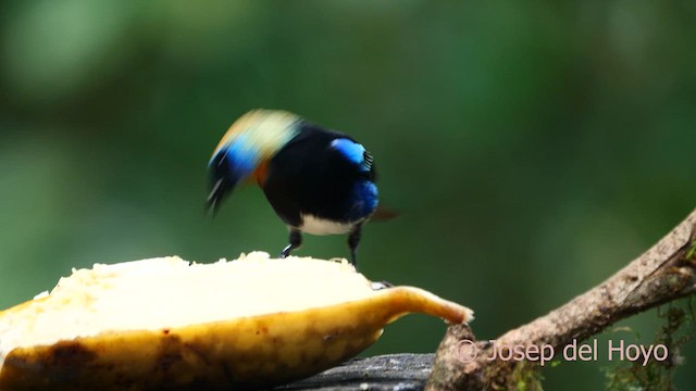 Golden-hooded Tanager - ML615749503