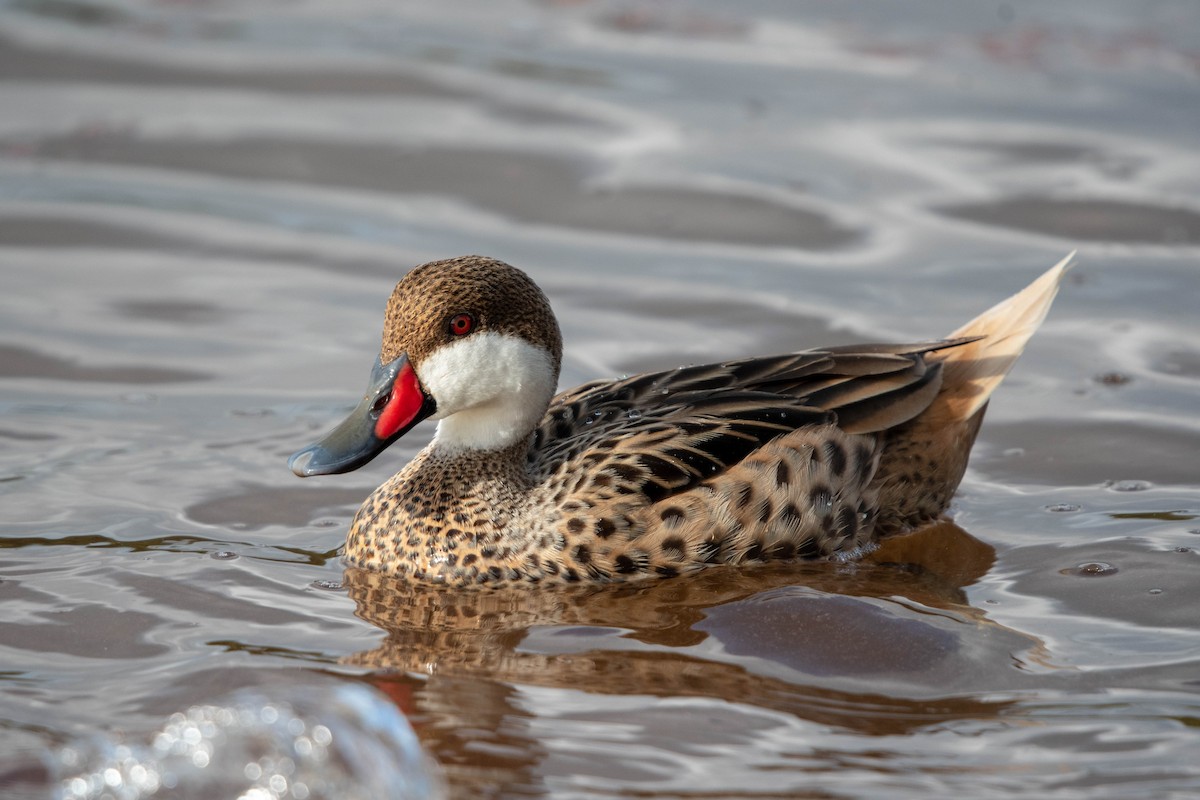 White-cheeked Pintail - ML615749505