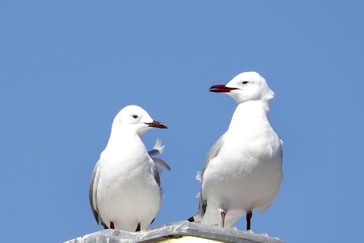 Hartlaub's Gull - ML615749547