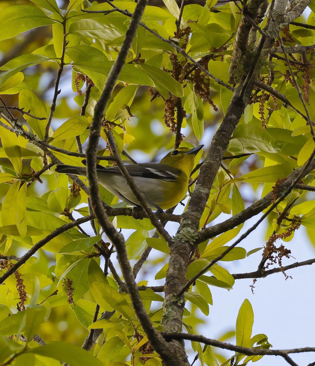 Gelbkehlvireo - ML615749562