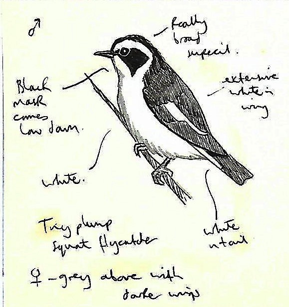 Little Pied Flycatcher - Andrew Collins