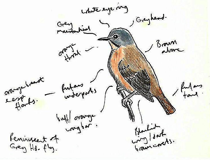 Ferruginous Flycatcher - Andrew Collins