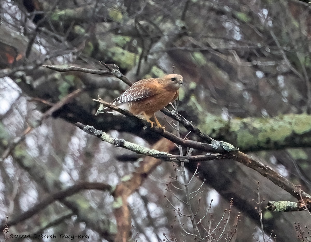 Red-shouldered Hawk - ML615749655