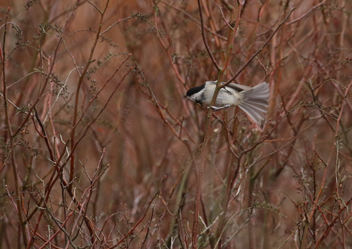 Carolina Chickadee - ML615749659