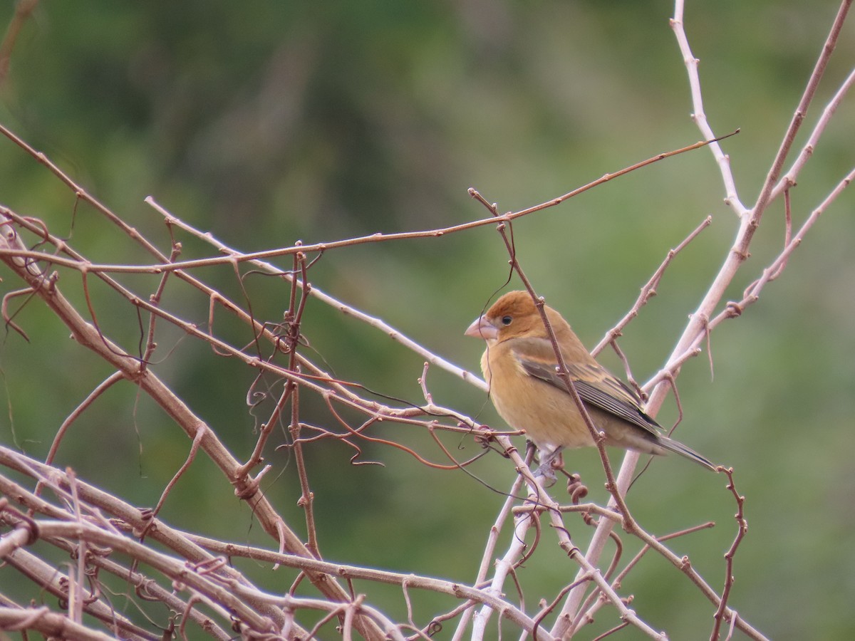 Blue Grosbeak - ML615749665