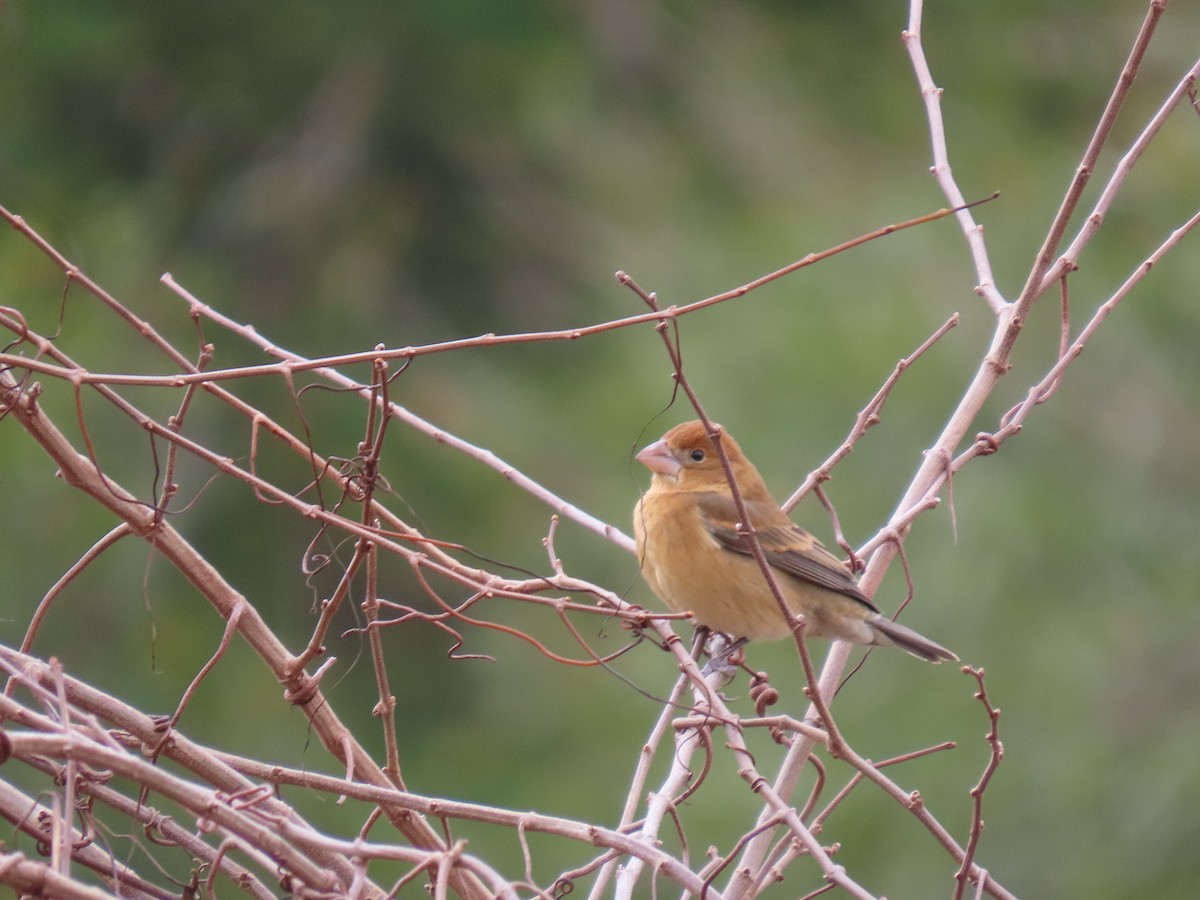 Blue Grosbeak - ML615749666