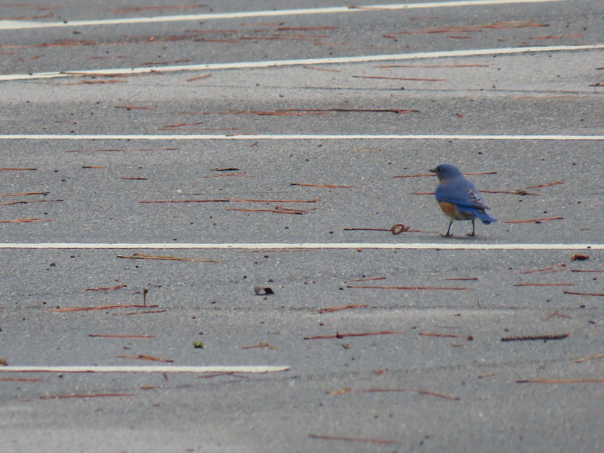 Eastern Bluebird - ML615749672