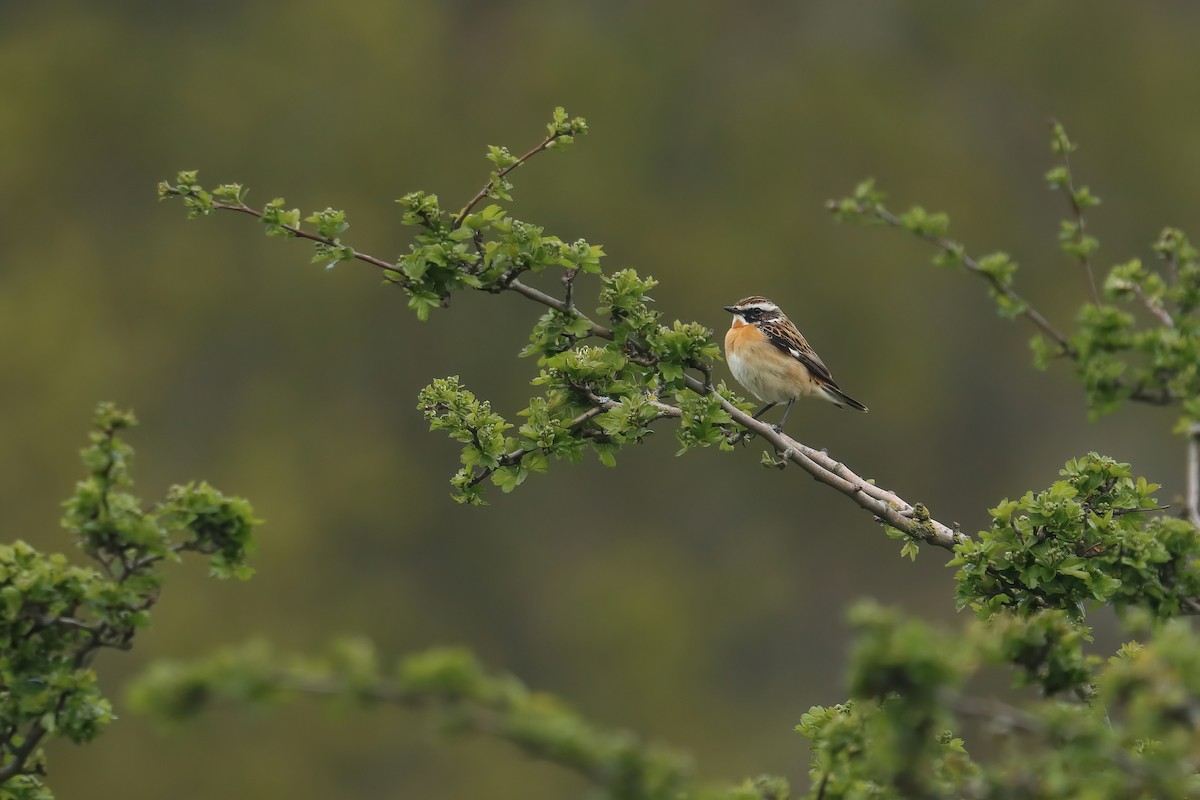 Whinchat - Henry Wyn-Jones