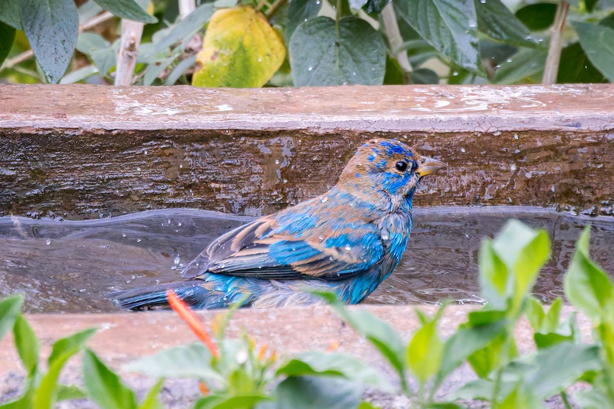 Indigo Bunting - David F Smith