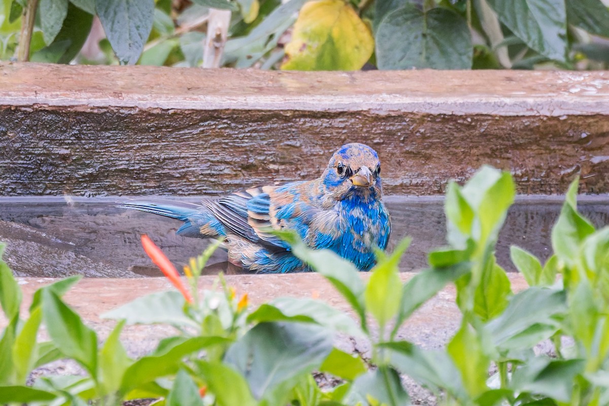 Indigo Bunting - ML615749708