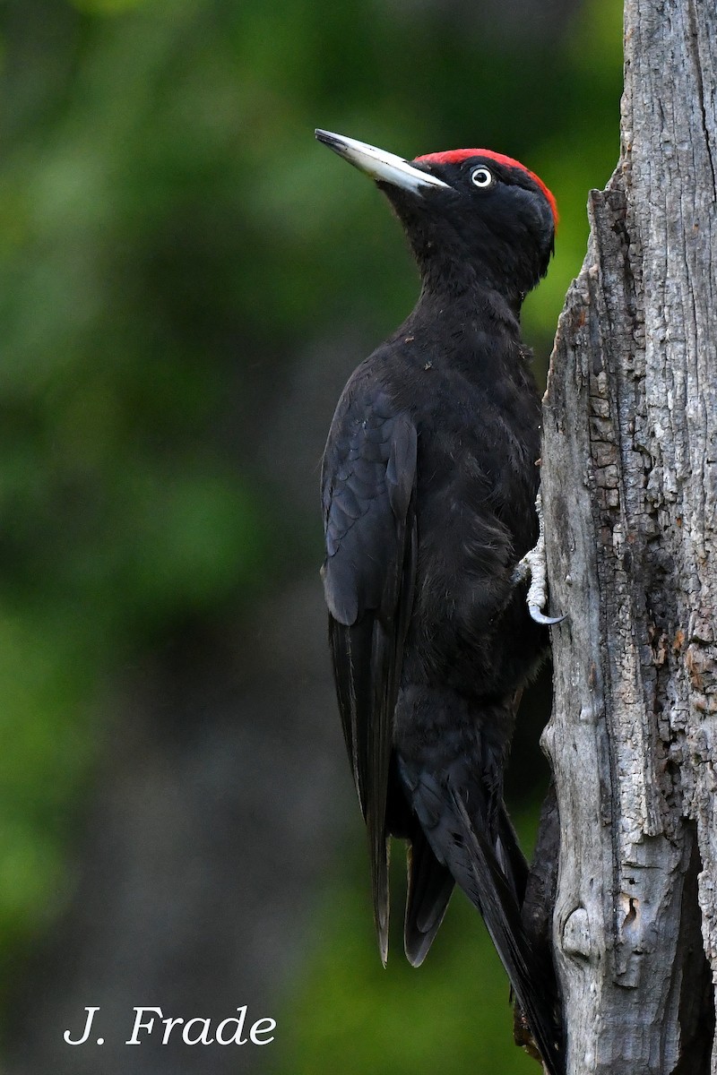 Black Woodpecker - ML615749748