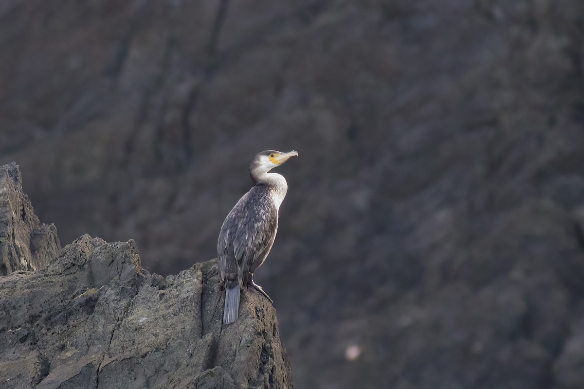 Japanese Cormorant - u7 Liao