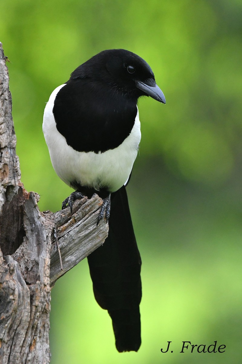 Eurasian Magpie - ML615749766