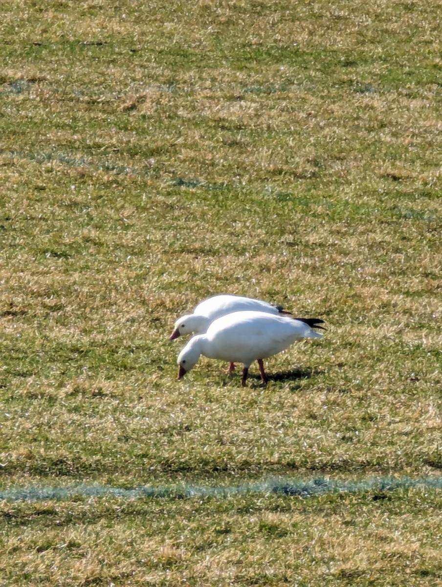 Ross's Goose - ML615749790