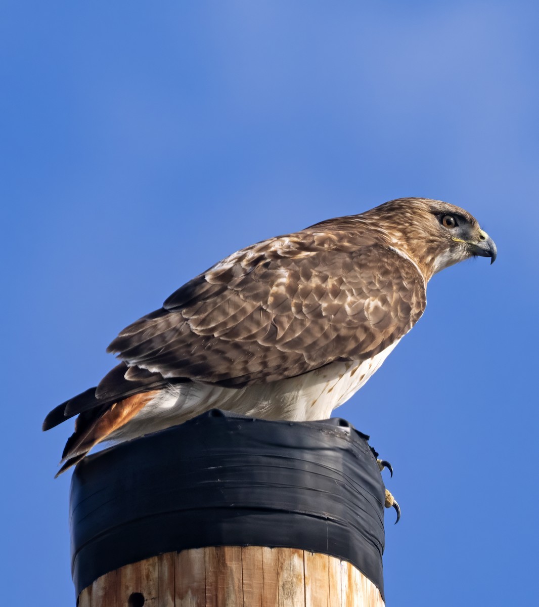 Red-tailed Hawk (borealis) - Dave Rintoul