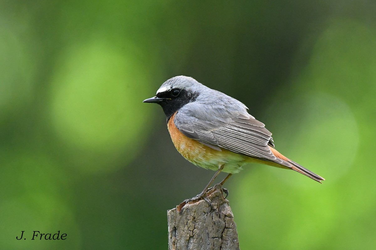 Common Redstart - ML615749813