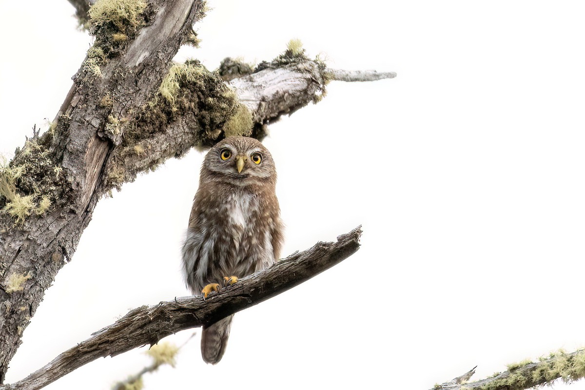 Austral Pygmy-Owl - Marcos Eugênio Birding Guide