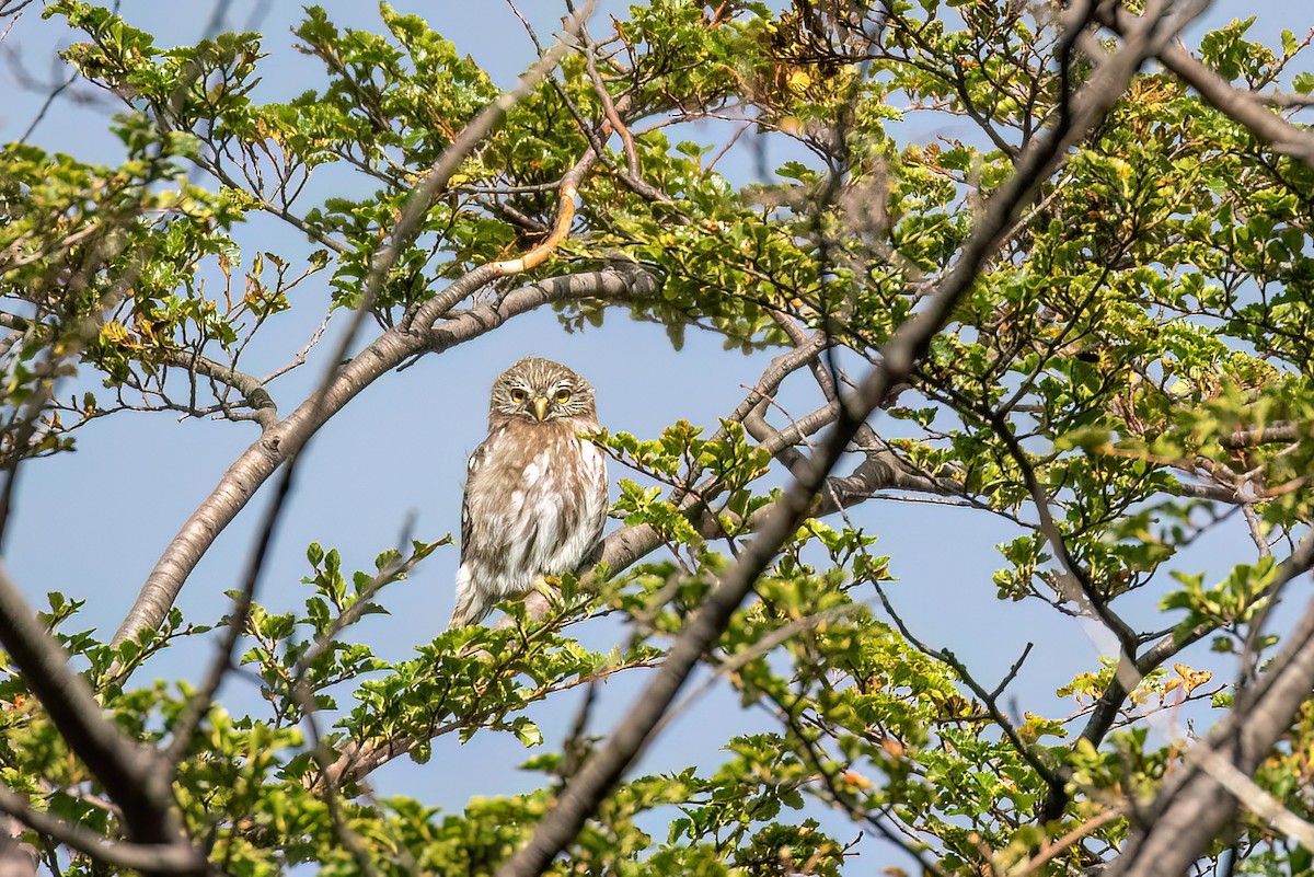 Austral Pygmy-Owl - Marcos Eugênio Birding Guide
