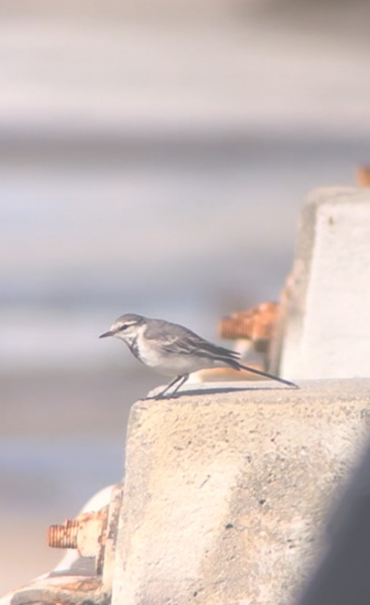 White Wagtail - ML615749826