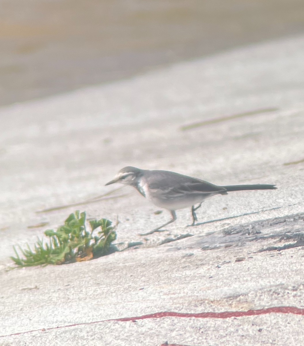 White Wagtail - ML615749827