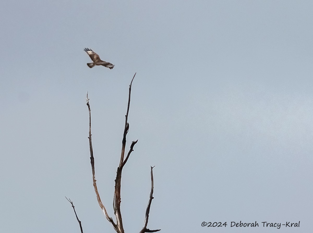 Rough-legged Hawk - ML615749860