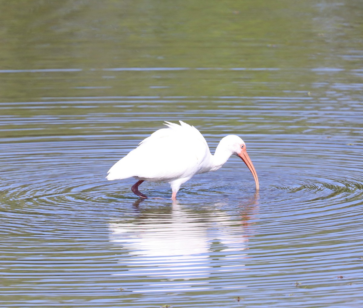 ibis bílý - ML615749861