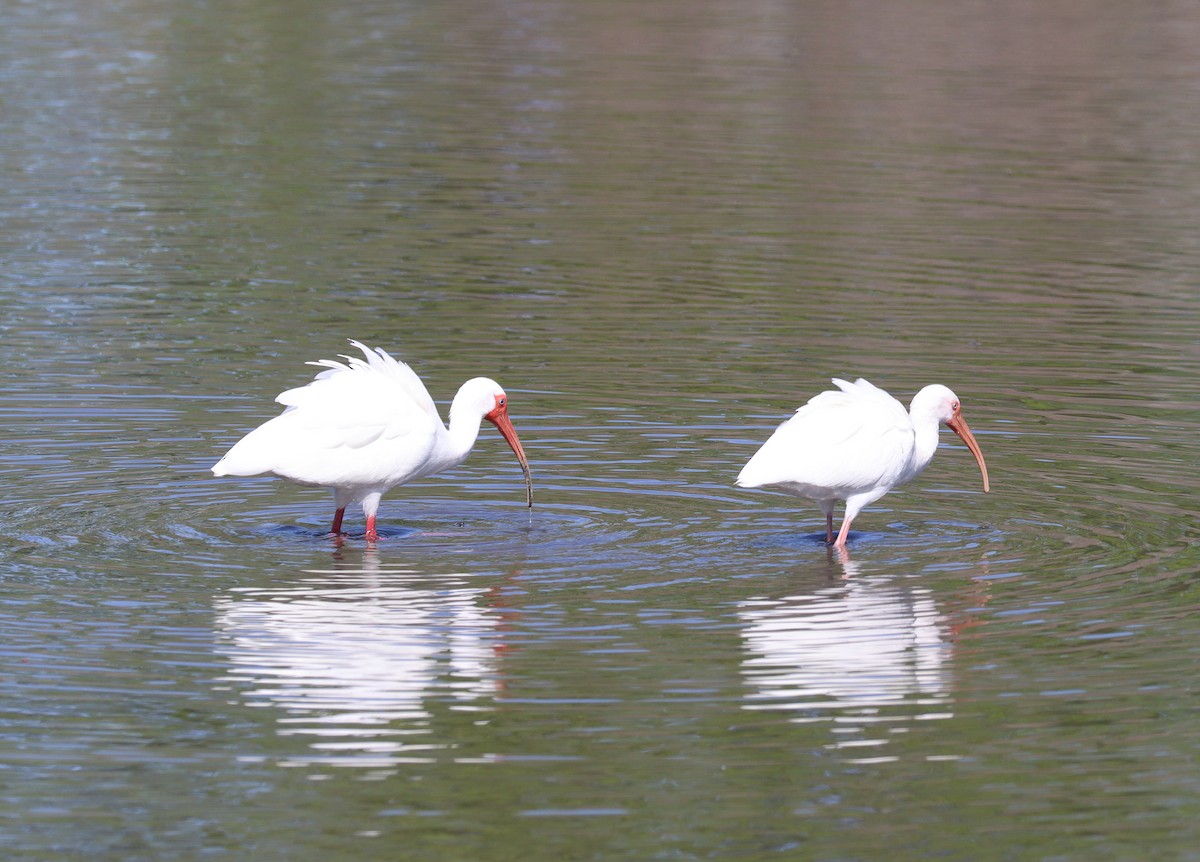 ibis bílý - ML615749862