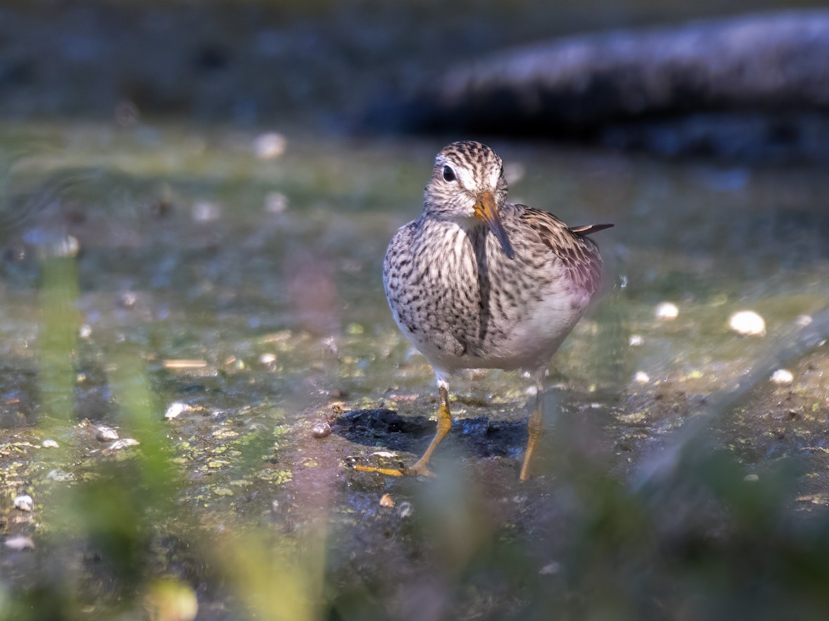 Pectoral Sandpiper - Carol Valentin