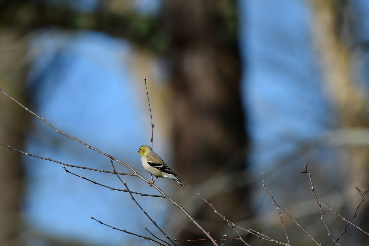 American Goldfinch - ML615749869