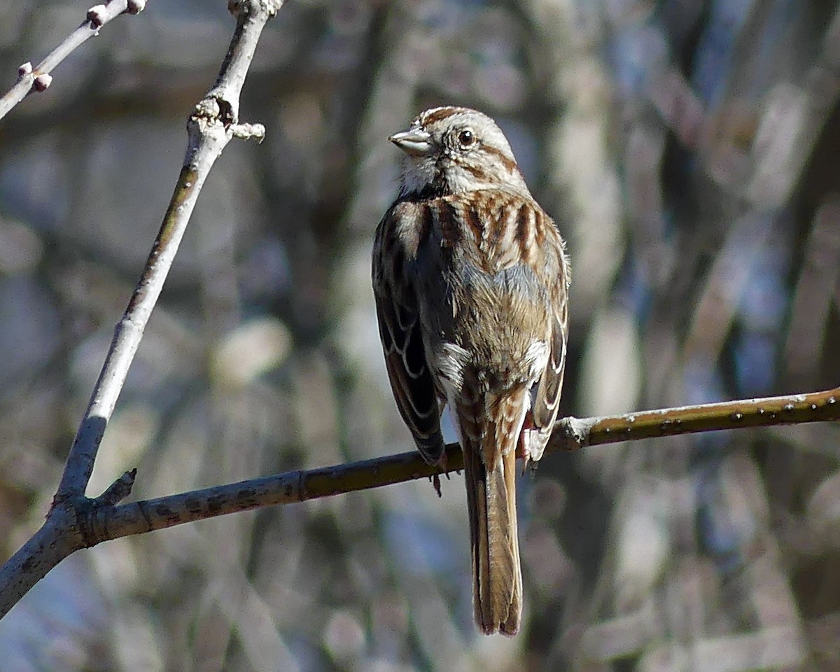 Song Sparrow - ML615749909