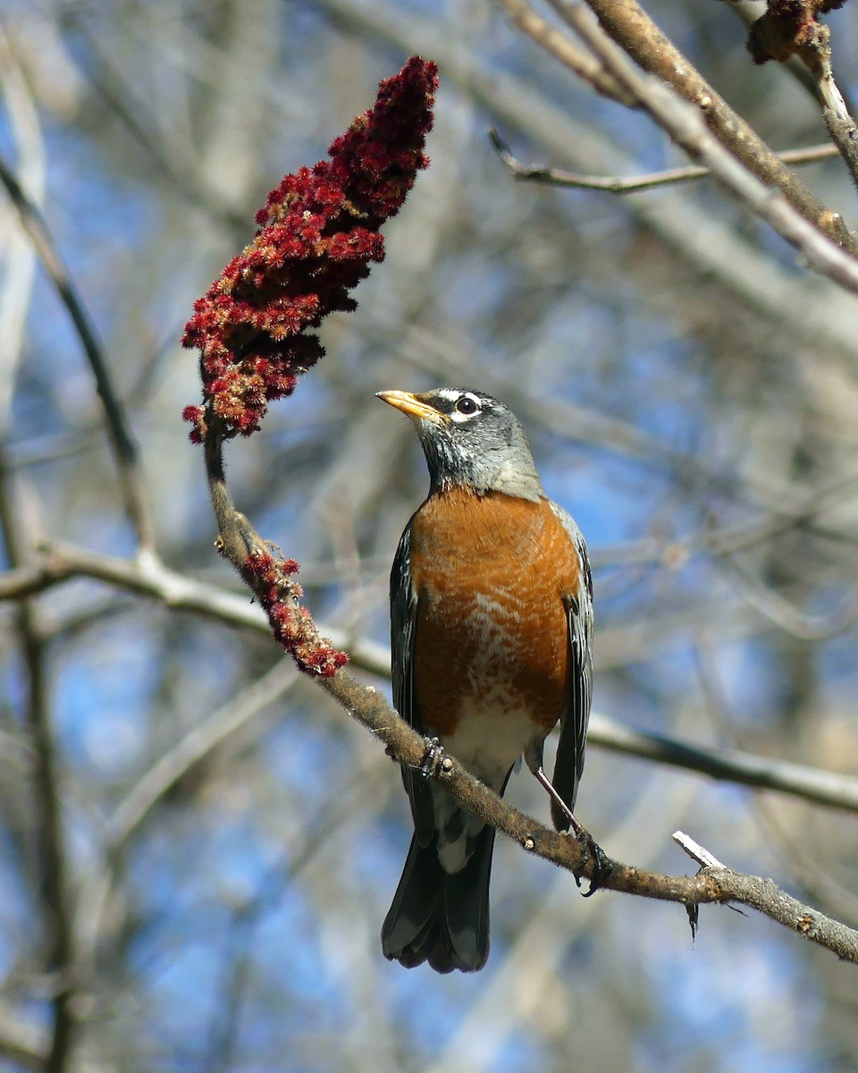 Zozo papargorria - ML615749915