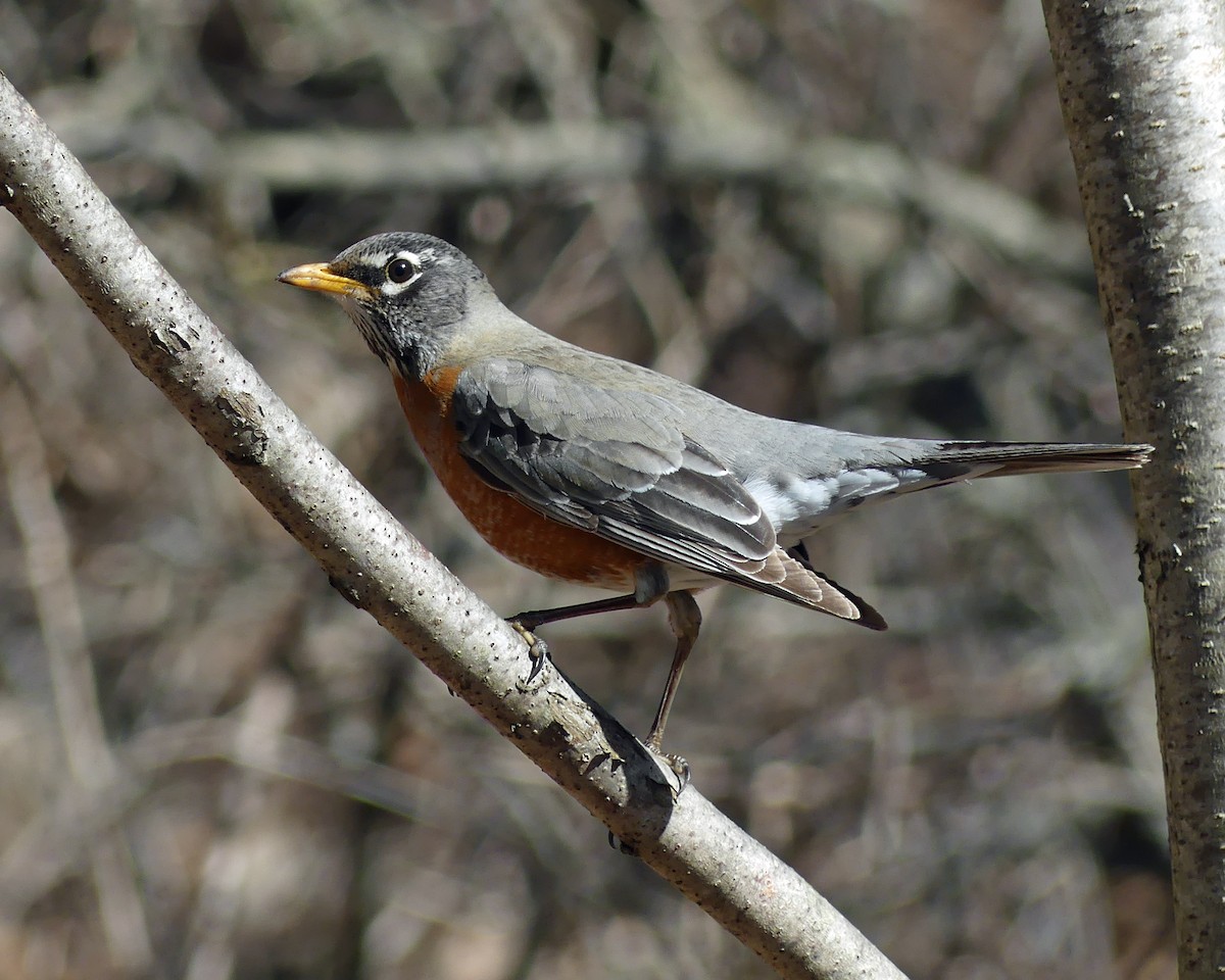 Zozo papargorria - ML615749917