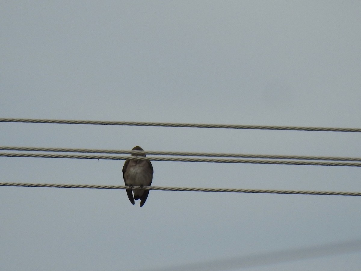 Golondrina Aserrada - ML615749931