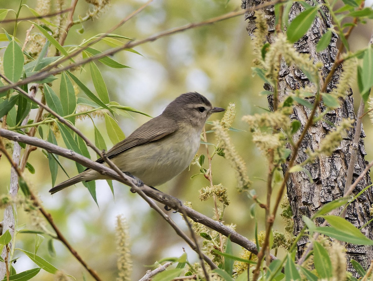 Warbling Vireo - ML615750025