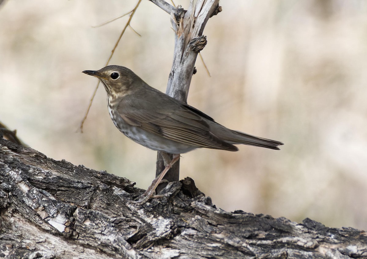 Swainson's Thrush - ML615750036