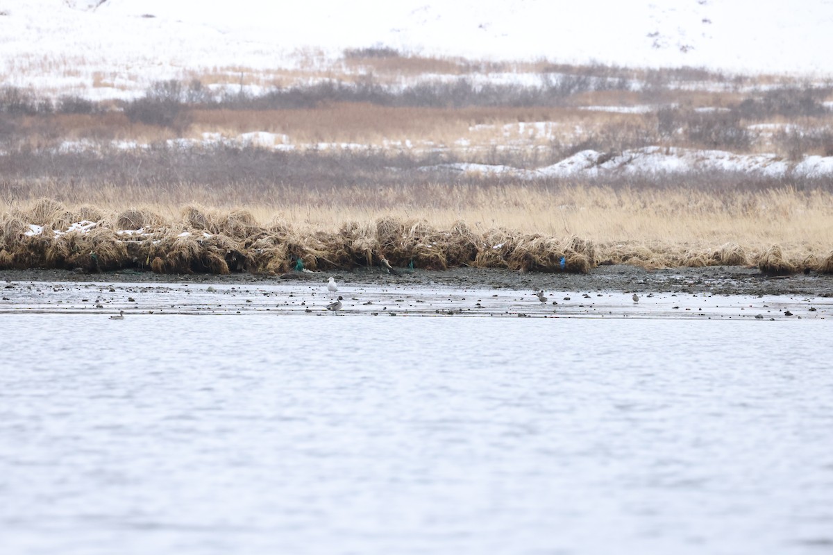 Northern Pintail - ML615750037