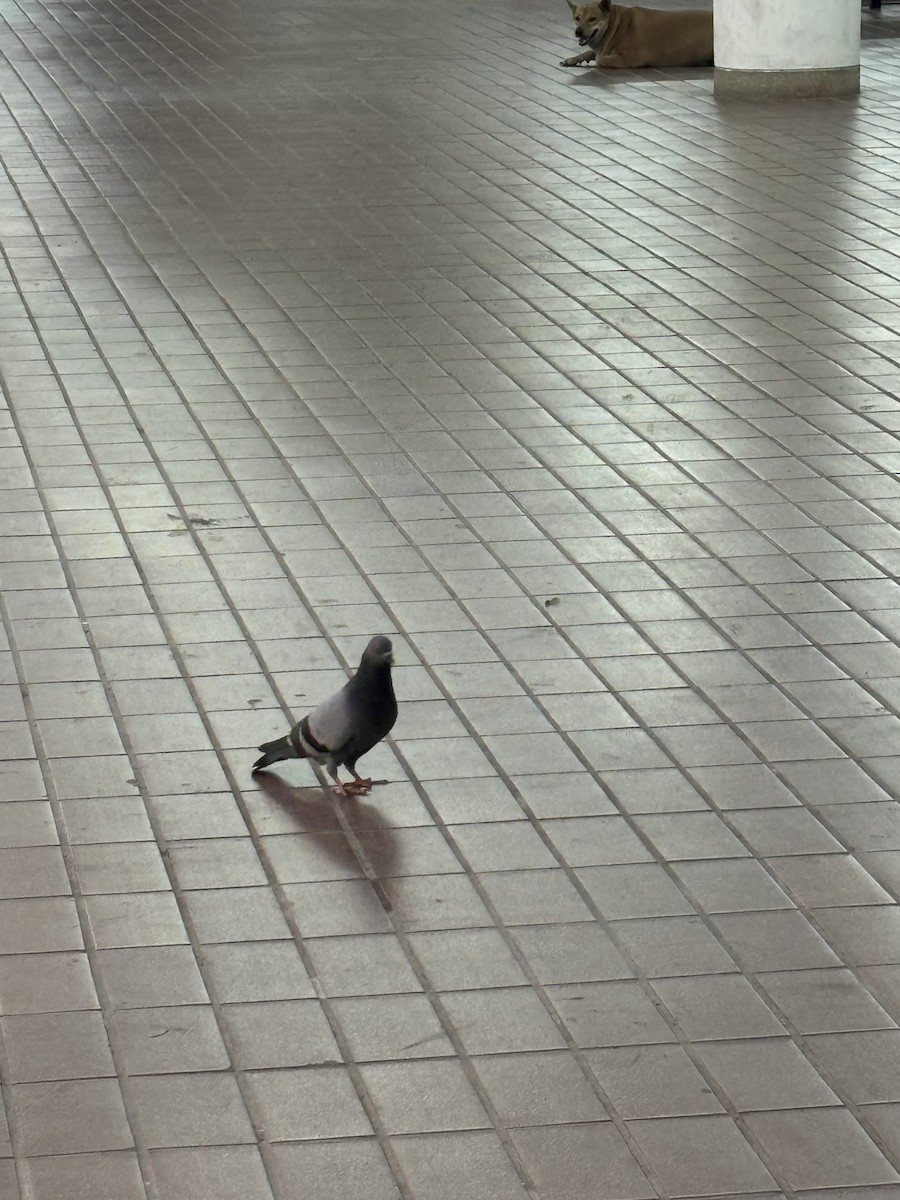 Rock Pigeon (Feral Pigeon) - ML615750052