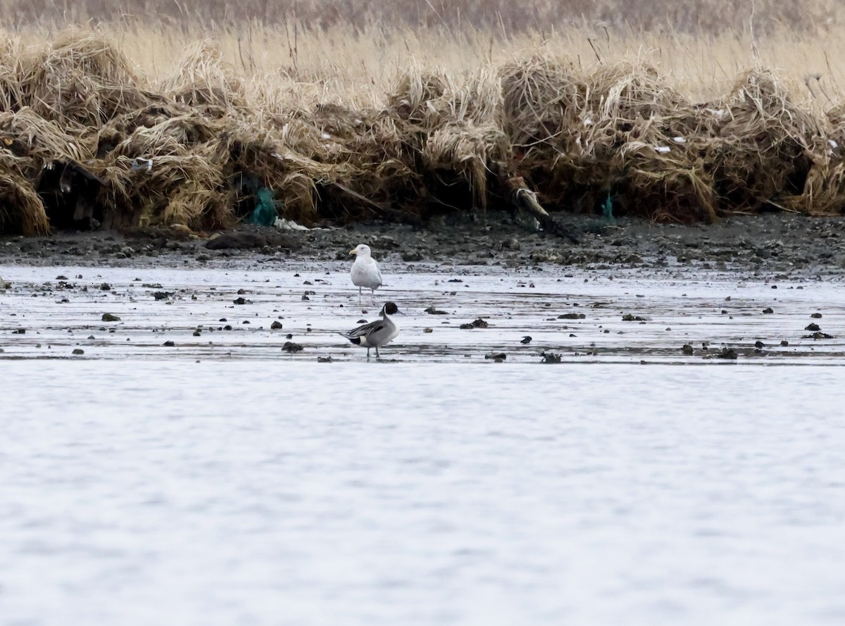 Northern Pintail - ML615750059