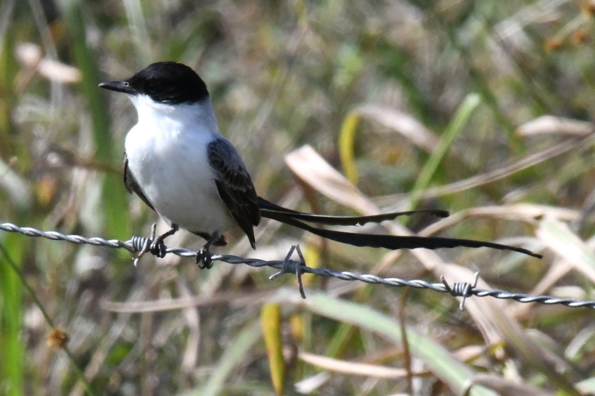 Fork-tailed Flycatcher - ML615750063