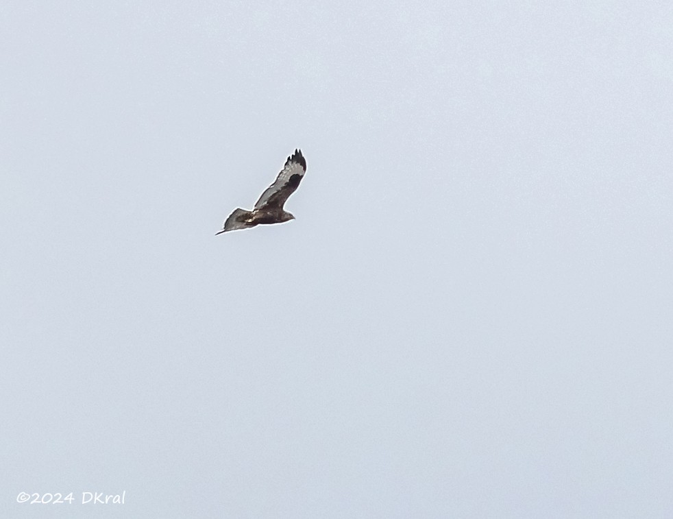 Rough-legged Hawk - ML615750066