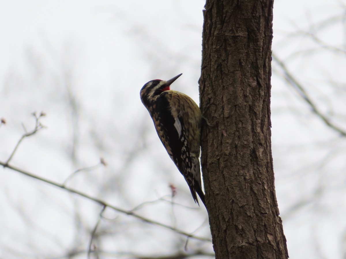 Yellow-bellied Sapsucker - ML615750137