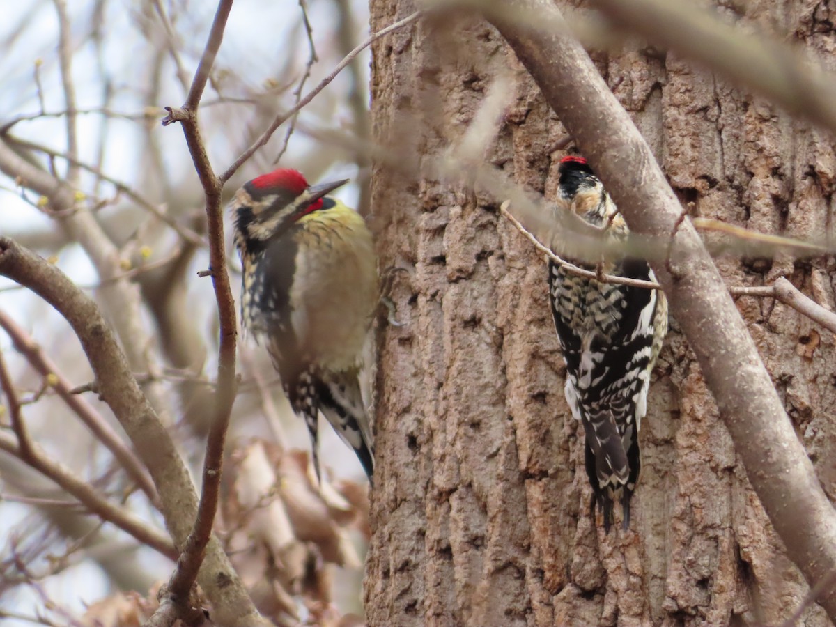 Yellow-bellied Sapsucker - ML615750139