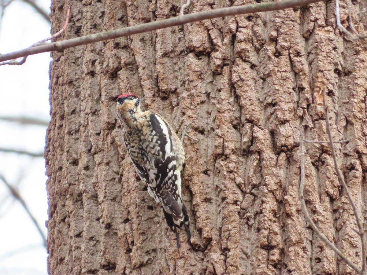 Yellow-bellied Sapsucker - ML615750141