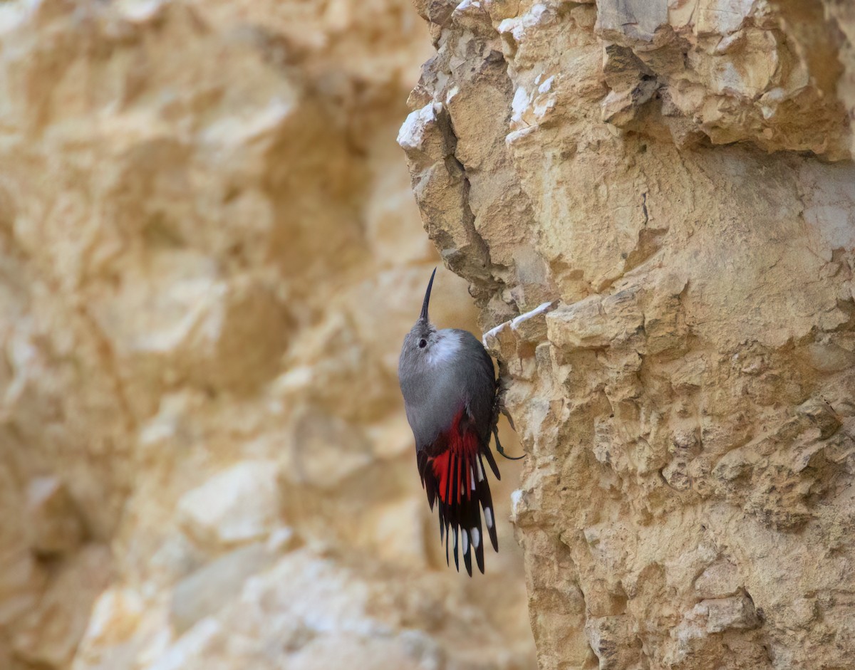 Wallcreeper - ML615750146